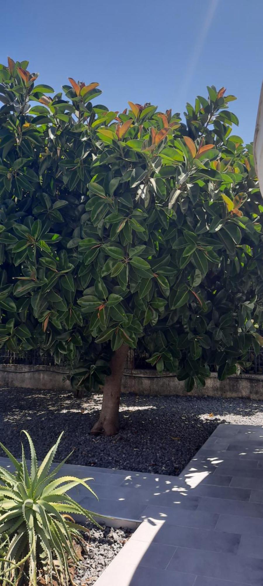 Janis Home كراني المظهر الخارجي الصورة